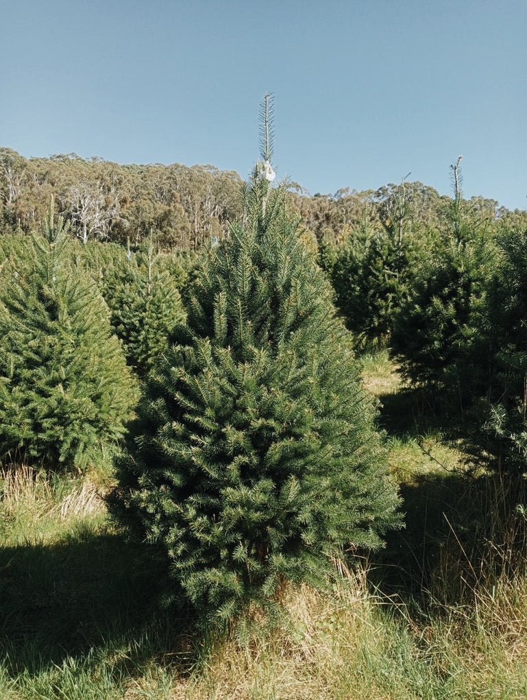 Fresh Christmas Tree | DUBBO PICKUP only - Saddler & Co - Saddler & Co | Australian Made Leather Goods